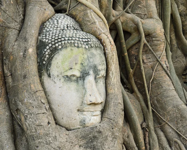 Testa di Buddha in un tronco d'albero , — Foto Stock