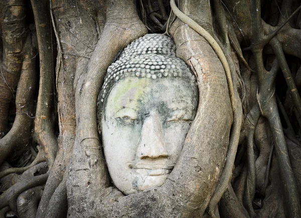 Buddha-Kopf im Baumstamm — Stockfoto