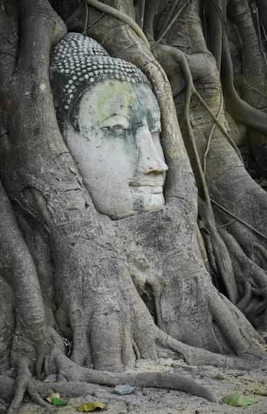 Testa di Buddha in un tronco d'albero — Foto Stock