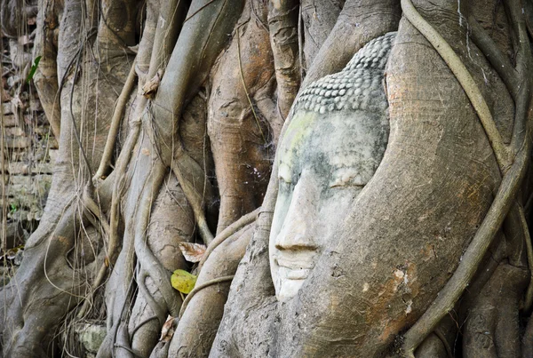 Глава Будды в стволе дерева — стоковое фото