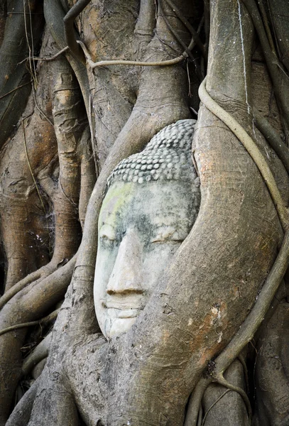 Testa di Buddha in un tronco d'albero — Foto Stock