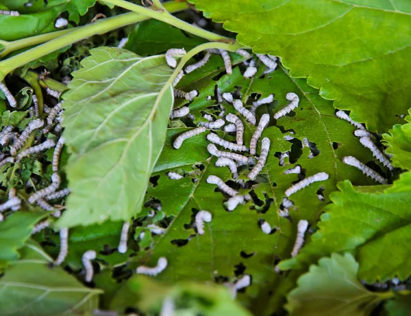 Zijderupsen — Stockfoto