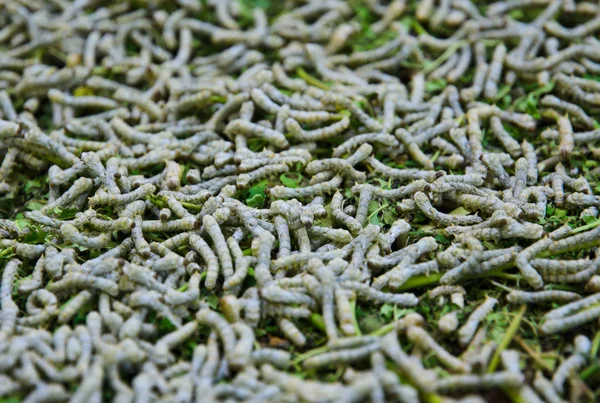 Silkworms — Stok fotoğraf