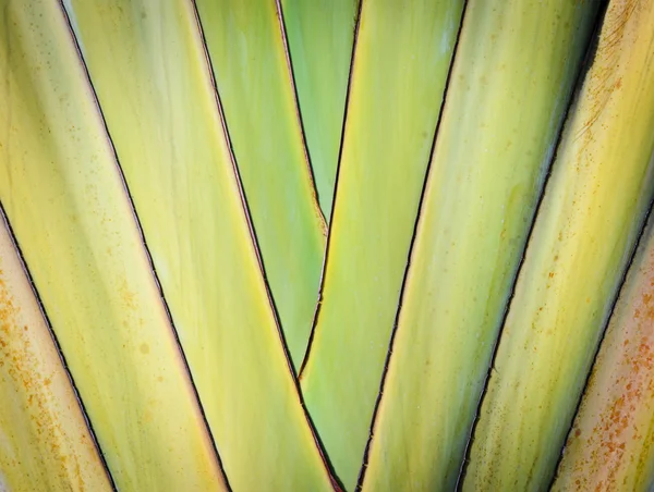 Petiole padrão de viajante — Fotografia de Stock