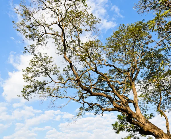 Rama del árbol —  Fotos de Stock