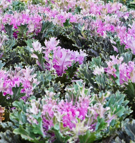 Purple ornamental cabbage — Stock Photo, Image