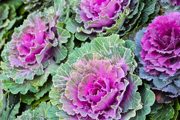 Purple ornamental cabbage — Stock Photo, Image