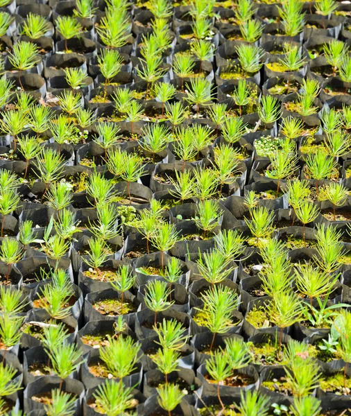 Pine tree nursery — Stock Photo, Image