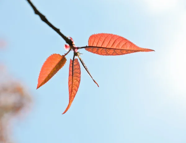 Гималайские вишневые листья — стоковое фото