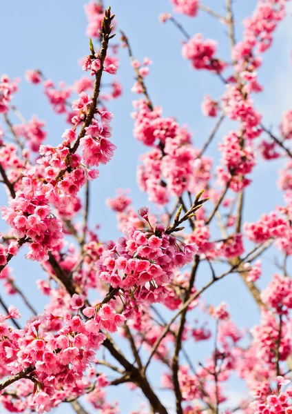 野生のヒマラヤ桜 — ストック写真