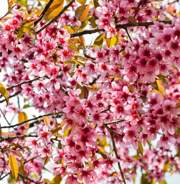 野生喜马拉雅山樱桃在泰国 — 图库照片