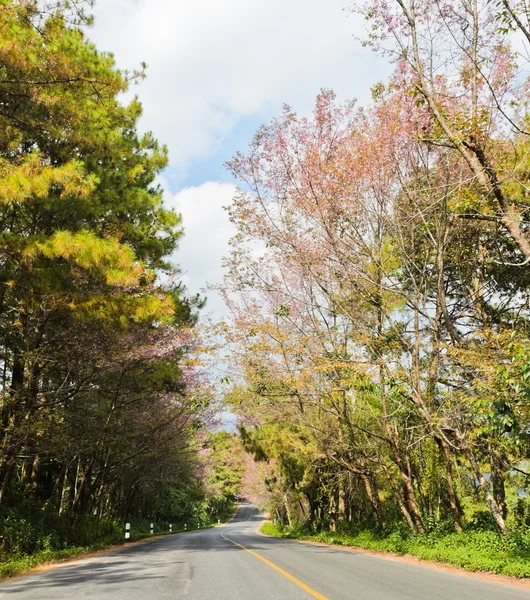 沿这条路的樱花 — 图库照片