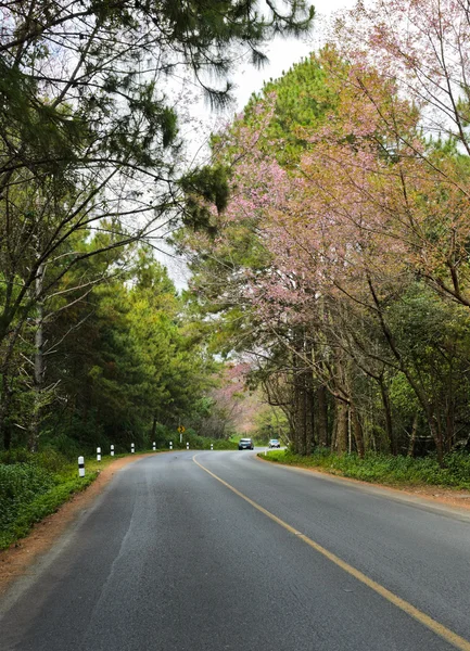 Cherry blossom along the road — Stock Photo, Image