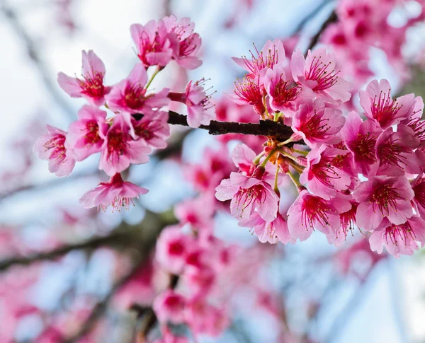 Güzel pembe kiraz çiçeği — Stok fotoğraf