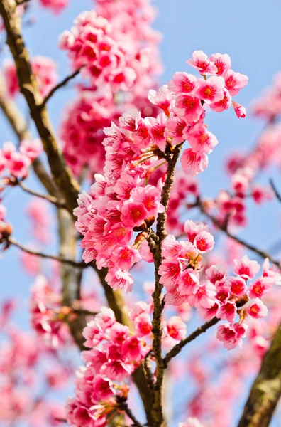 Wild Himalayan cherry — Stock Photo, Image