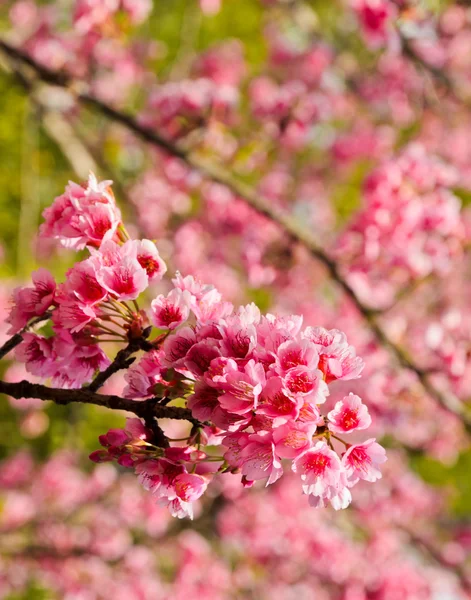 Wild Himalayan cherry blooming — Stock Photo, Image