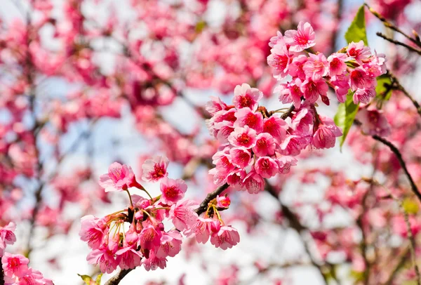 Flor de cereja selvagem do Himalaia — Fotografia de Stock