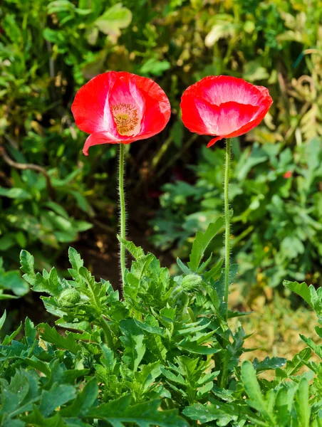 Bunga opium merah — Stok Foto