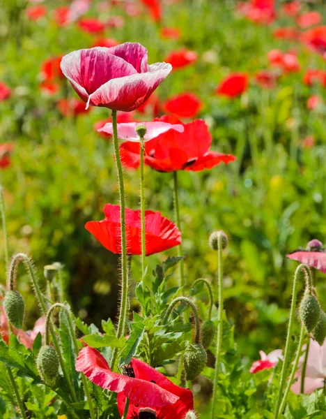 Bunga opium poppy — Stok Foto