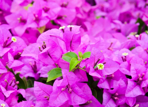 Lila bougainvillea blomma — Stockfoto