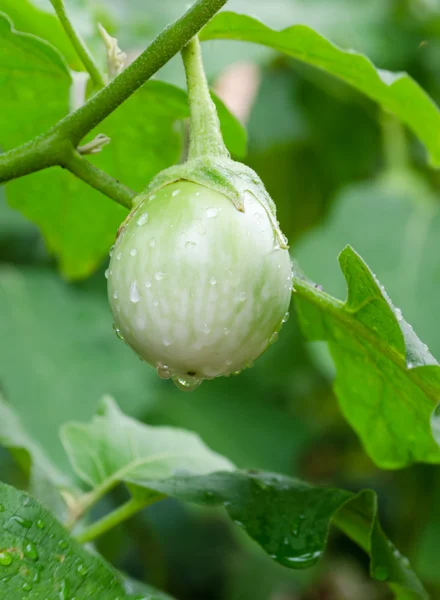 Eggplant on its tree — Stock Photo, Image