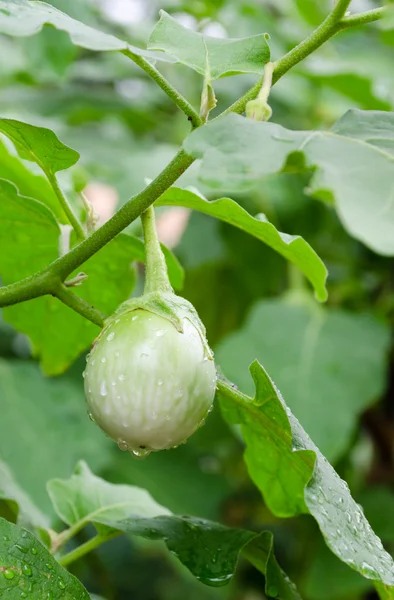 Eggplant on its tree — Stock Photo, Image