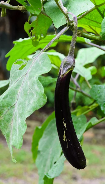 Eggplant on its tree — Stock Photo, Image
