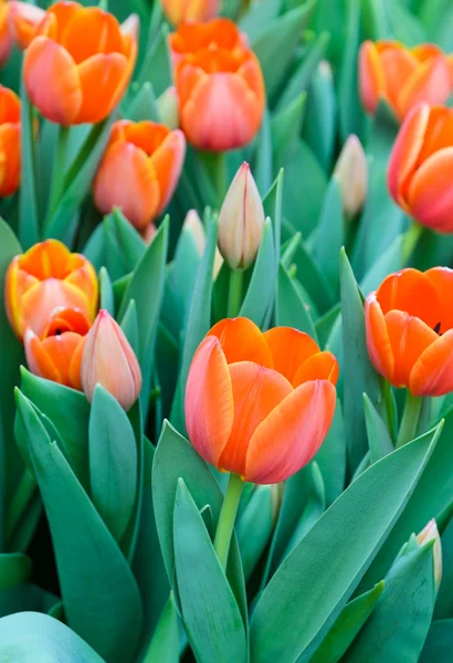 Orange tulip blossom — Stockfoto