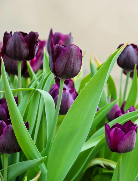 Tulipán Fialový květ — Stock fotografie
