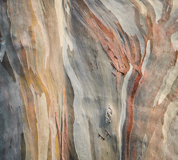 Hintergrund der Regenbogen-Eukalyptusbaumrinde — Stockfoto