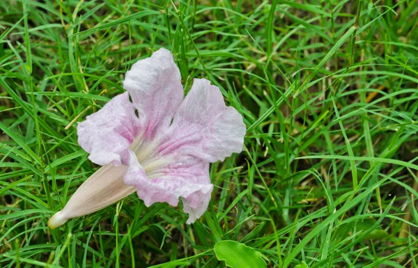 Tabebuia rosa na grama — Fotografia de Stock