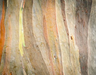 Eucalyptus deglupta tree bark texture clipart