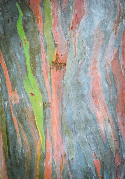 非同寻常的彩色的树皮 — 图库照片