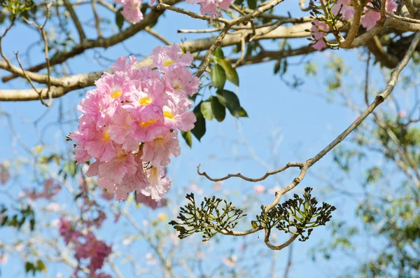 Rosa trumpet blomma — Stockfoto