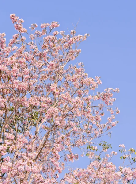 青い空と tatebuia の花 — ストック写真