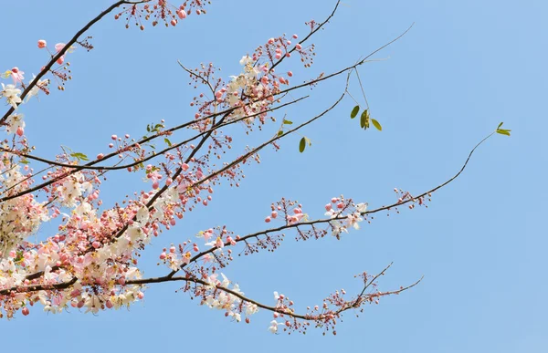 Pink shower blossom — Stock Photo, Image