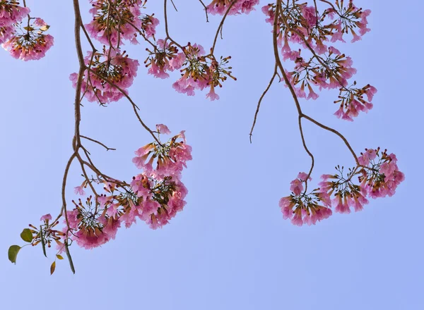 Pink Trumpet Flower — Stock Photo, Image