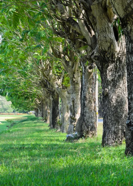 Árvores beco — Fotografia de Stock