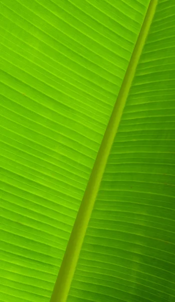 Textura de hoja de plátano — Foto de Stock