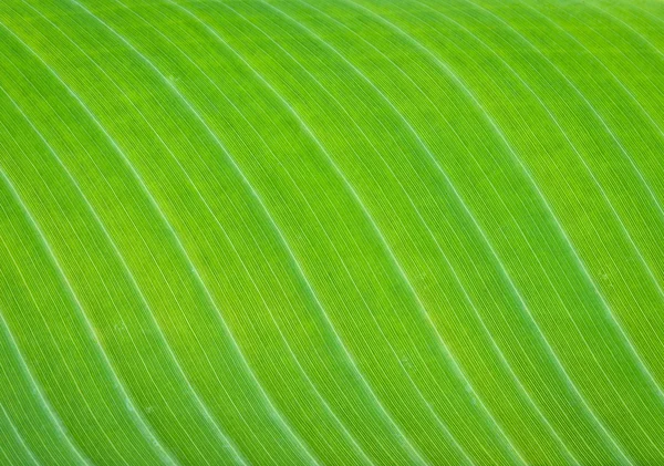 Banana leaf — Stockfoto