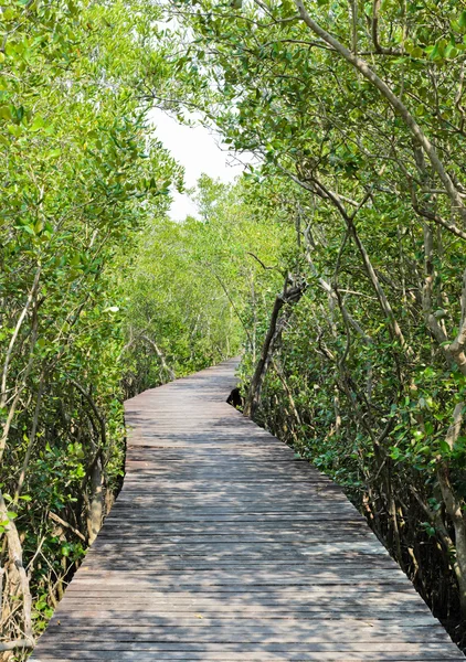 Reforestación de manglares en Tailandia — Foto de Stock