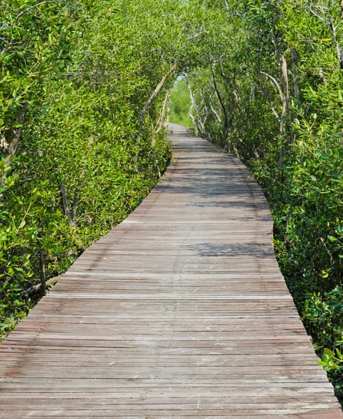 Mangroveskog — Stockfoto