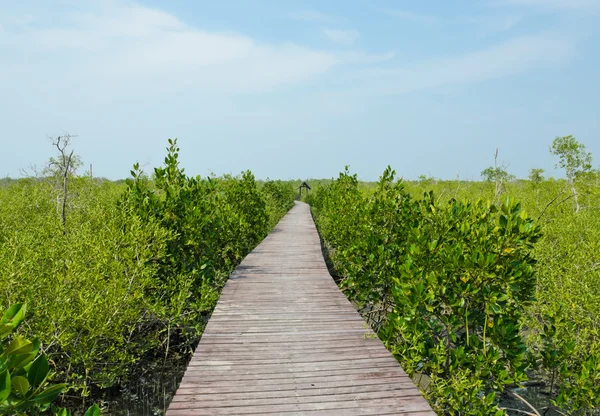 Forêt de mangroves — Photo