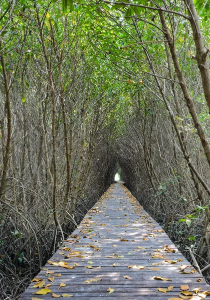 Holzbrücke im Mangrovenwald — Stockfoto