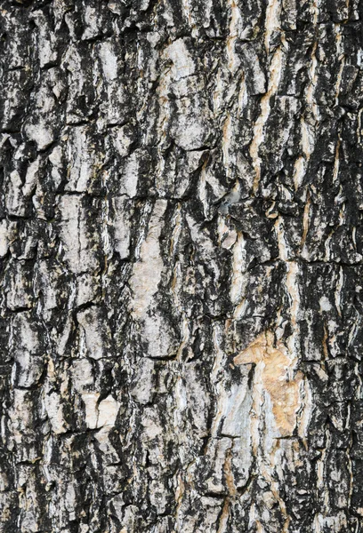 Tree bark texture — Stock Photo, Image