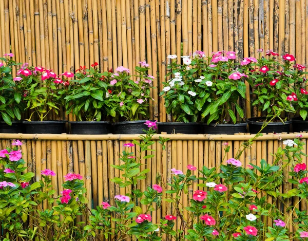 Catharanthus roseus en macetas —  Fotos de Stock