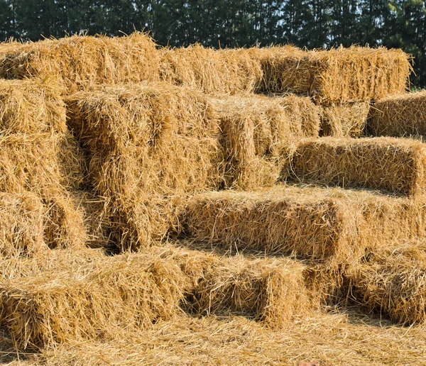 Balle di fieno di paglia — Foto Stock