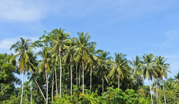 Кокосовое дерево — стоковое фото
