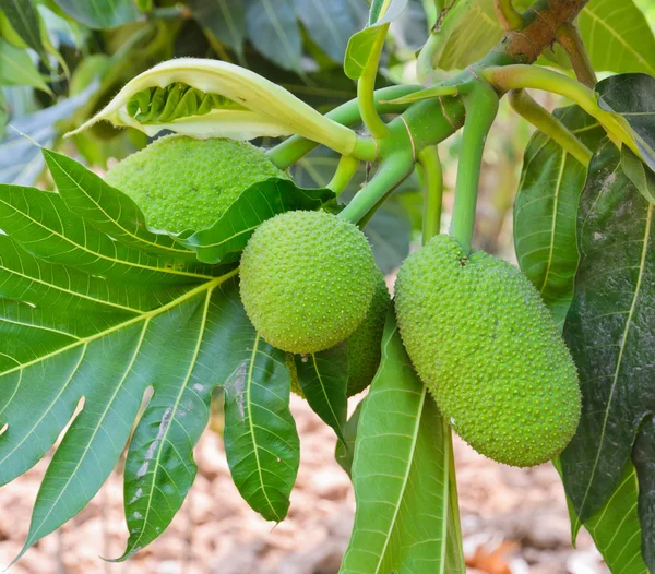 Brödfruktträd — Stockfoto