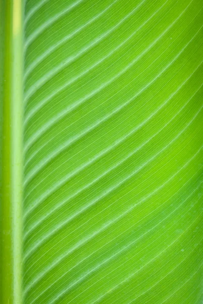 Texture de feuille de banane — Photo